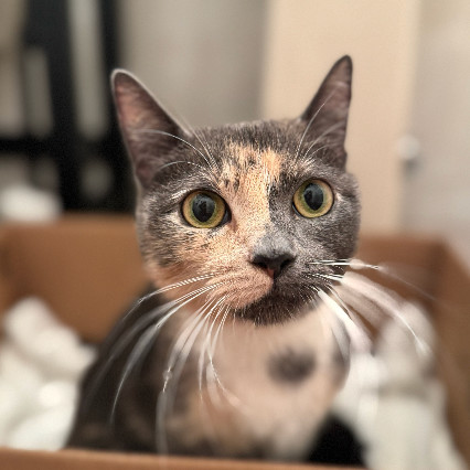 Apricot