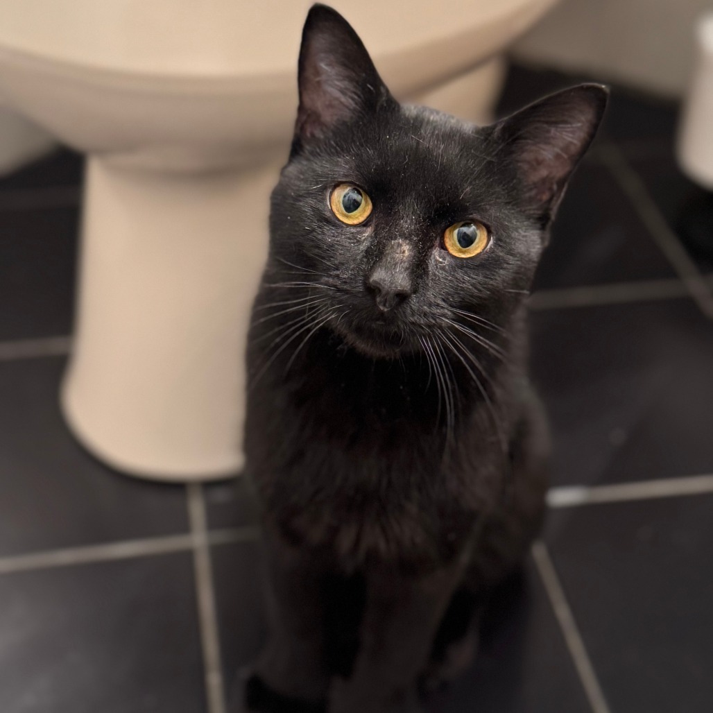 Onyx *foster needed*
