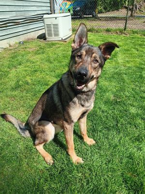 Meet Bryce - Your New Best Friend Looking for the perfect pup whos equal parts adventure buddy and