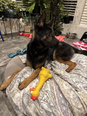 Meet Jacob-Your Next Adventure Buddy If youre looking for a loyal playful and ready-to-go best f