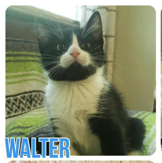 Walter