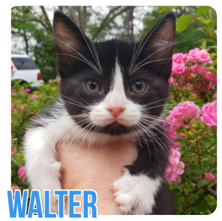 Walter