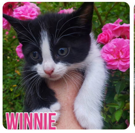 Winnie