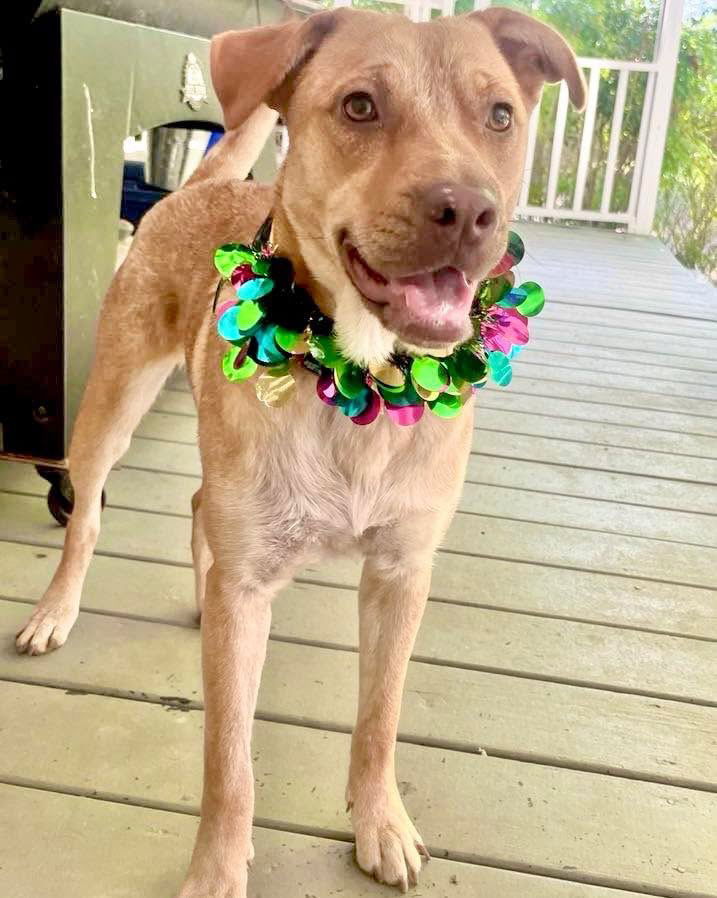 Penny