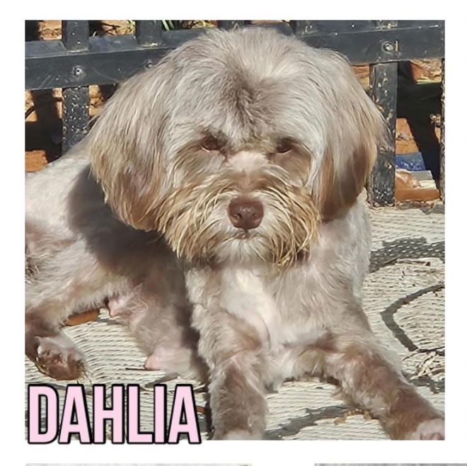 Dahlia