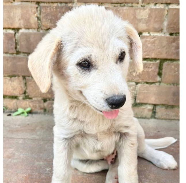 Milo