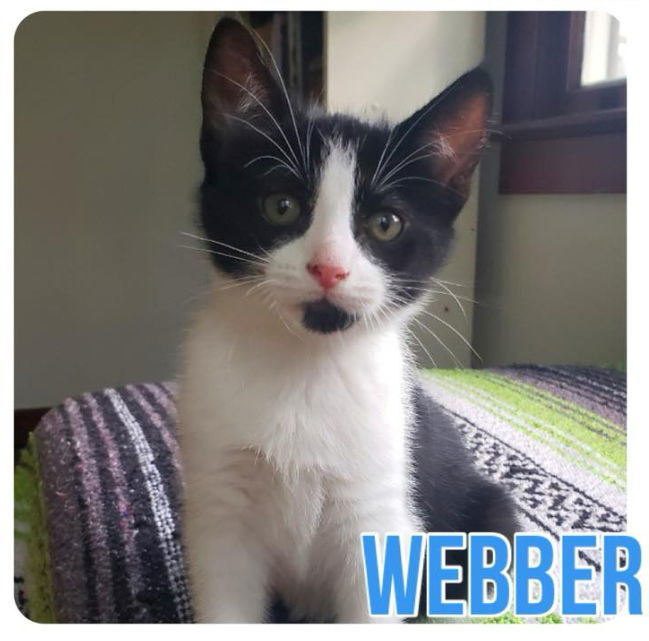 Webber