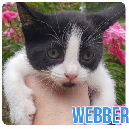 Webber