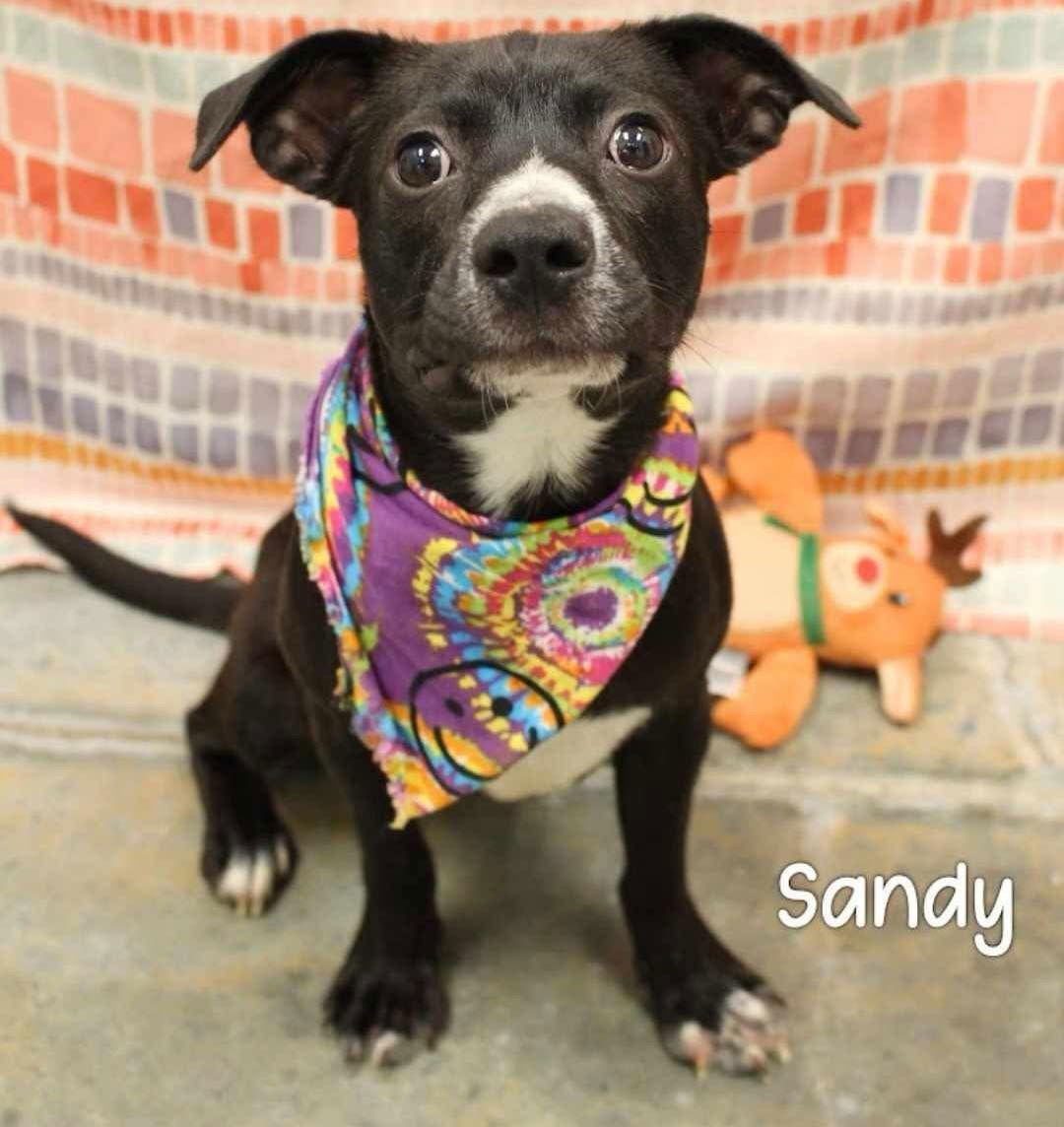 Sandy
