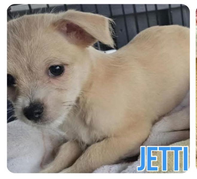 Jetti
