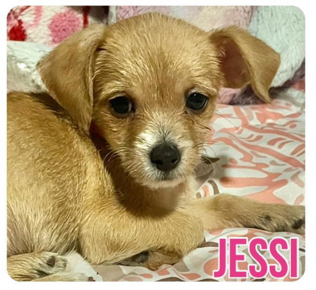 Jessi