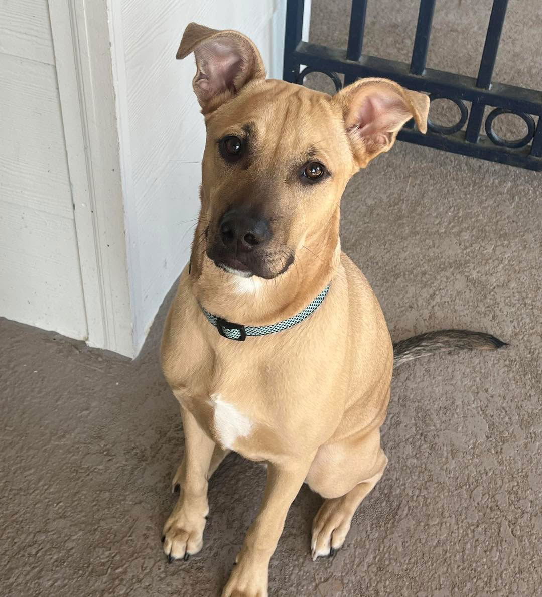Oliver aka Ollie