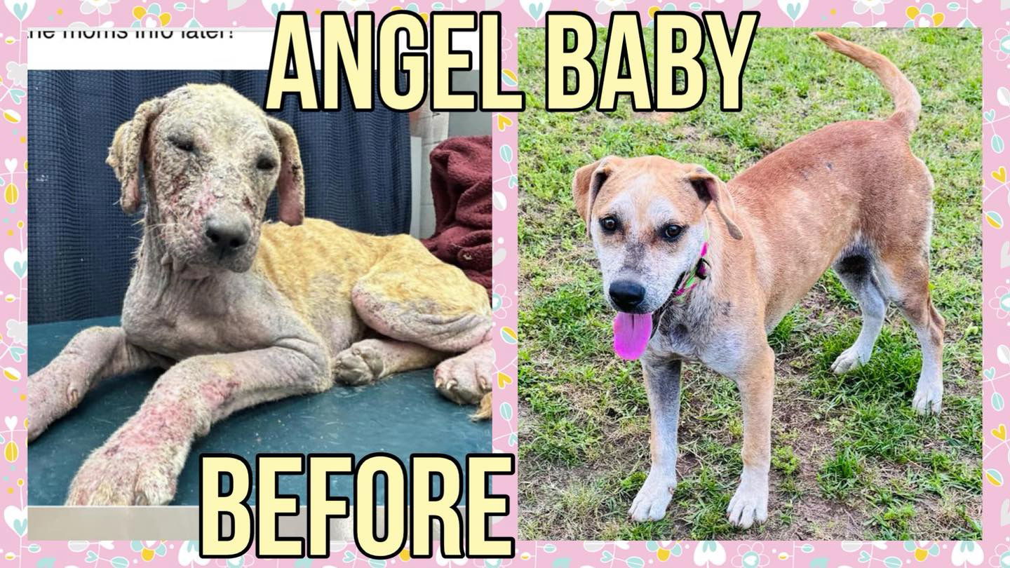 Angel Baby