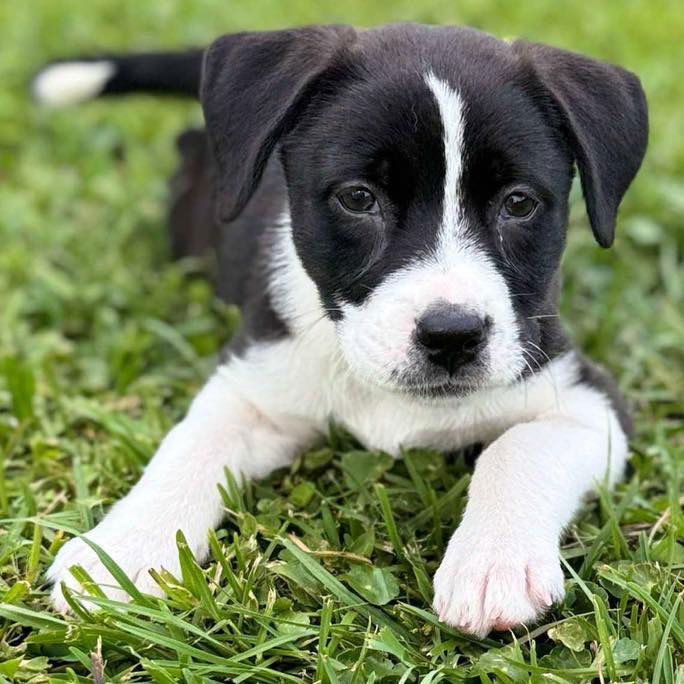 Penelope