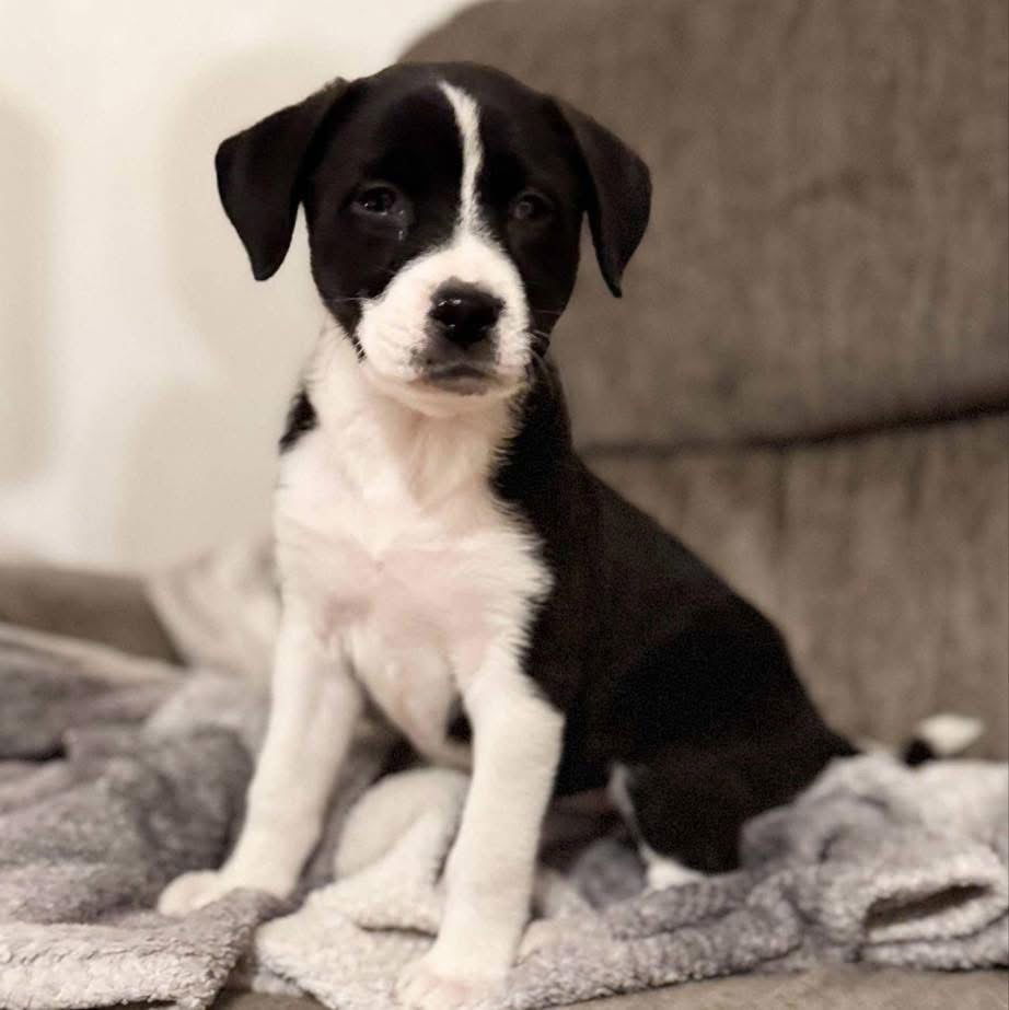 Penelope