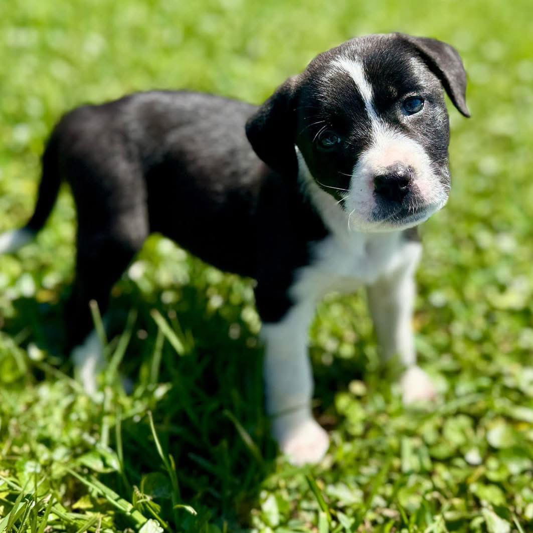 Penelope