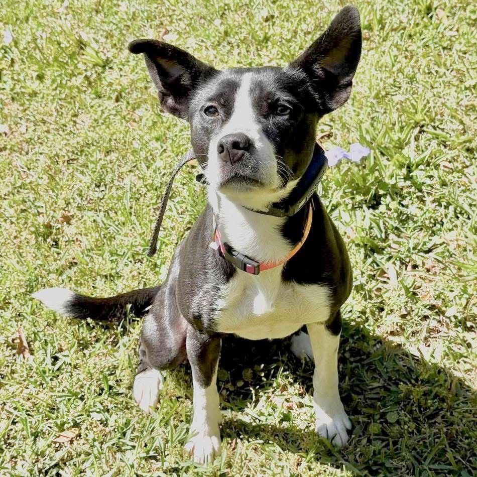 Roxie