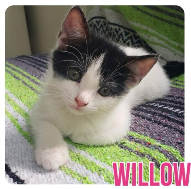 Willow