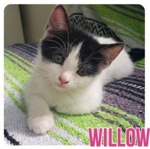 Willow, Baby Female Domestic Medium Hair