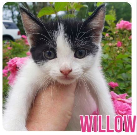 Willow