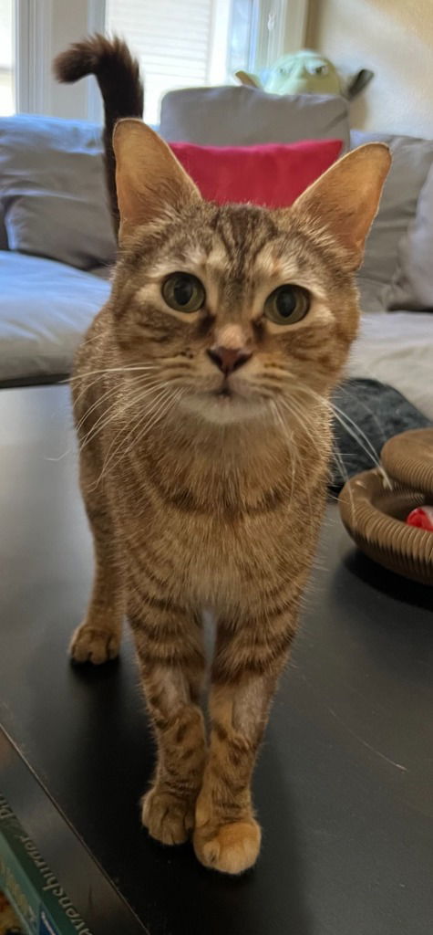 Nala