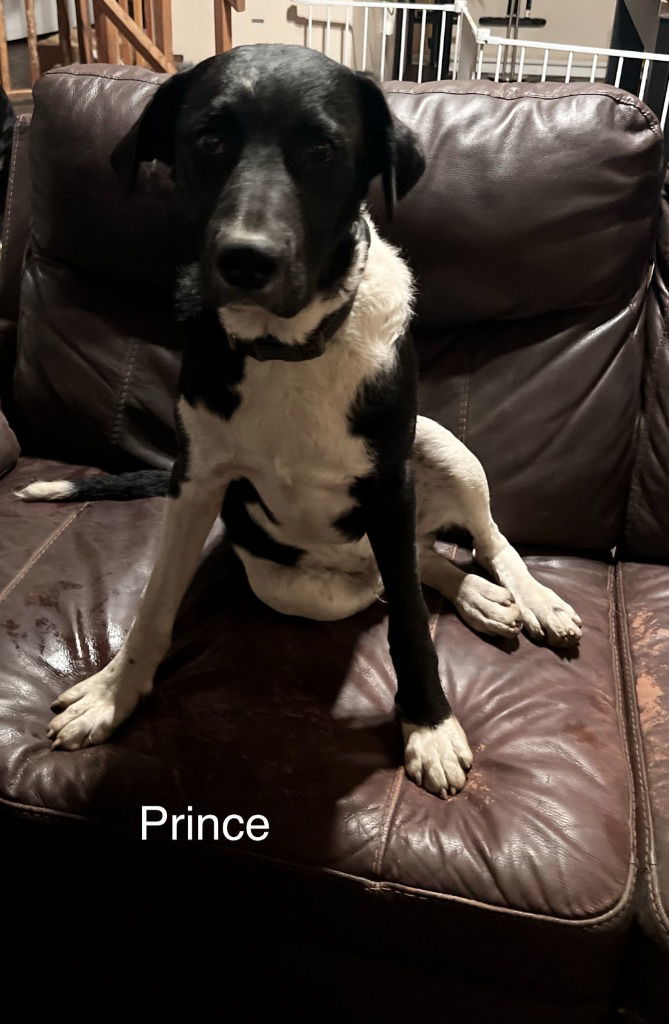 Prince