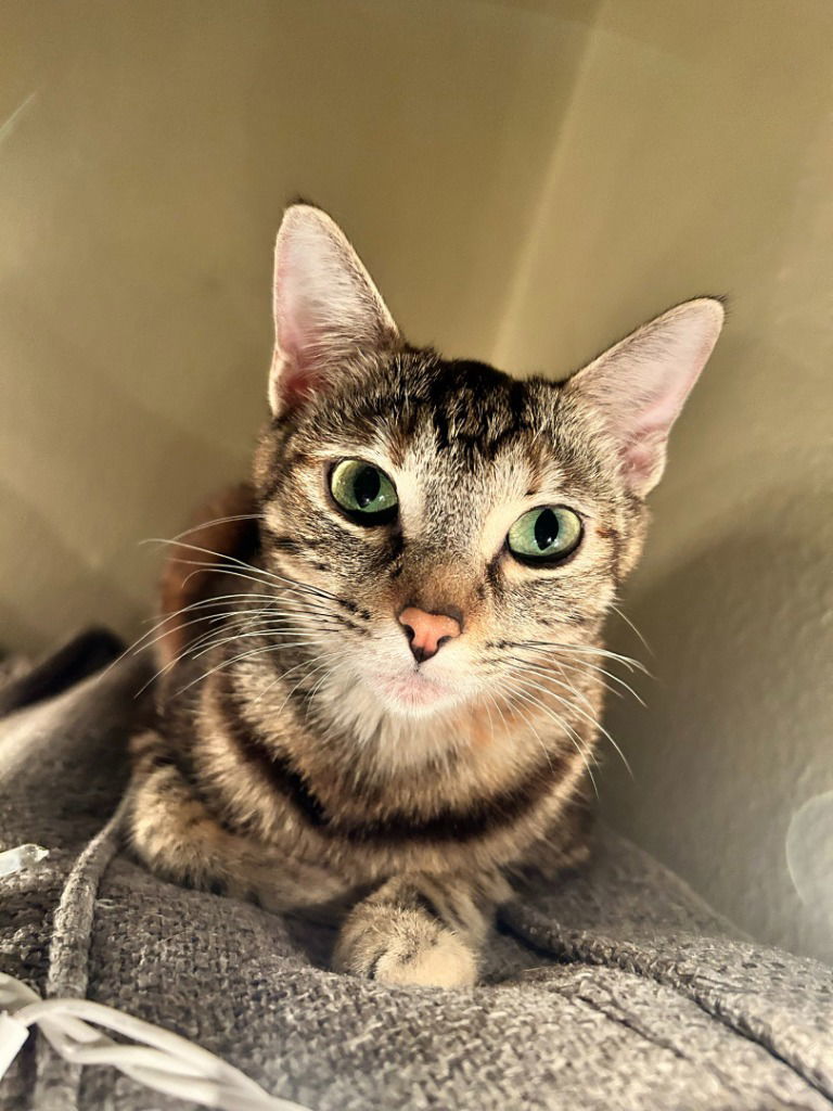 Pip
