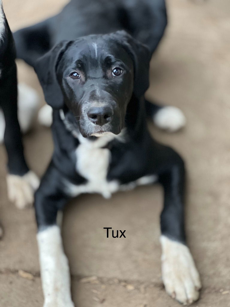 Tux