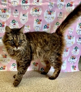 Sofia, Adult Female unknown