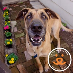 Meet our sweet gentle giant Zeus This loveable 6 year-old boy isnt shy about asking for head rubs