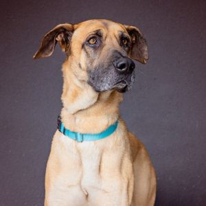 Meet our sweet gentle giant Zeus This loveable 6 year-old boy isnt shy about asking for head rubs
