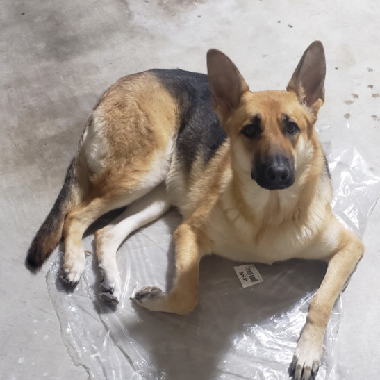 Kaya