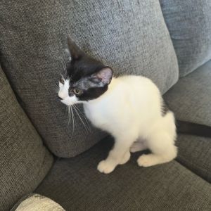 Eggs Luther Domestic Short Hair Cat
