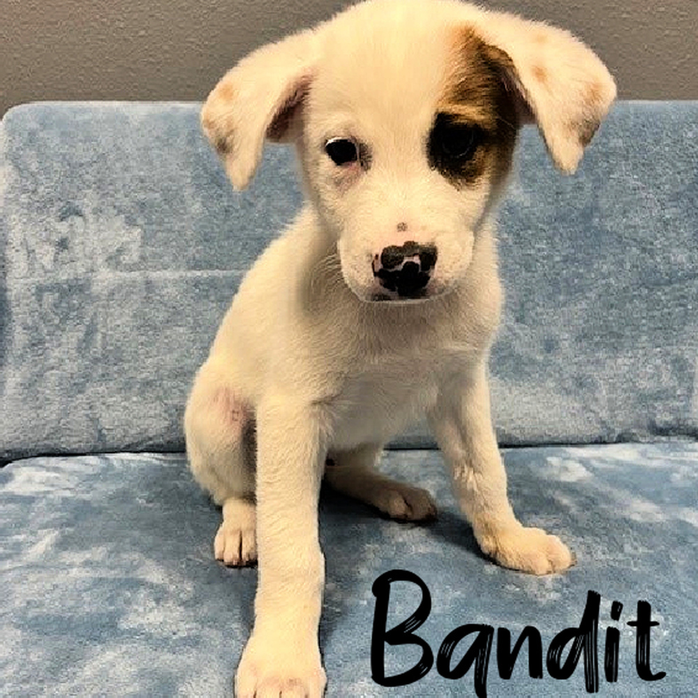 Bandit - 25104