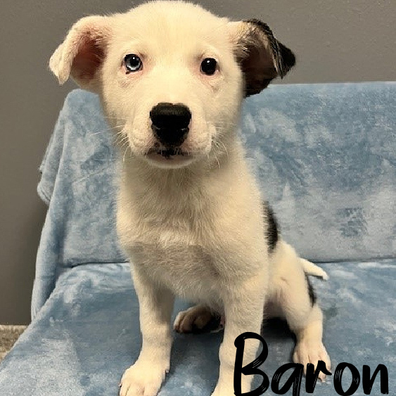 AAD Upcoming Arrival! Baron - 25105