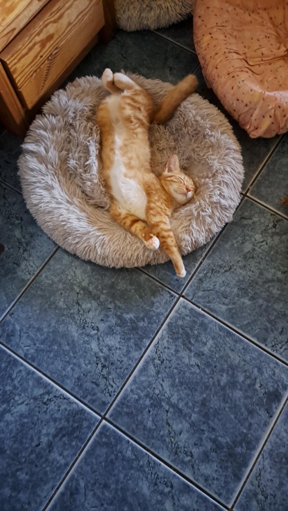 Tommy Tickles