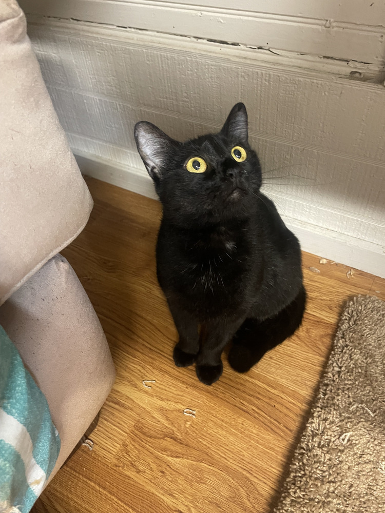 Iris