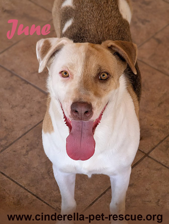 June, an adoptable Foxhound, Labrador Retriever in Mission, TX, 78574 | Photo Image 1