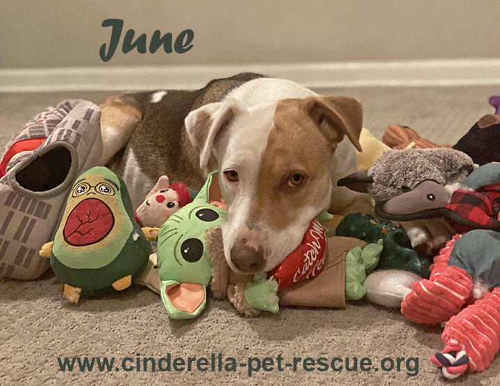 June, an adoptable Foxhound, Labrador Retriever in Mission, TX, 78574 | Photo Image 2