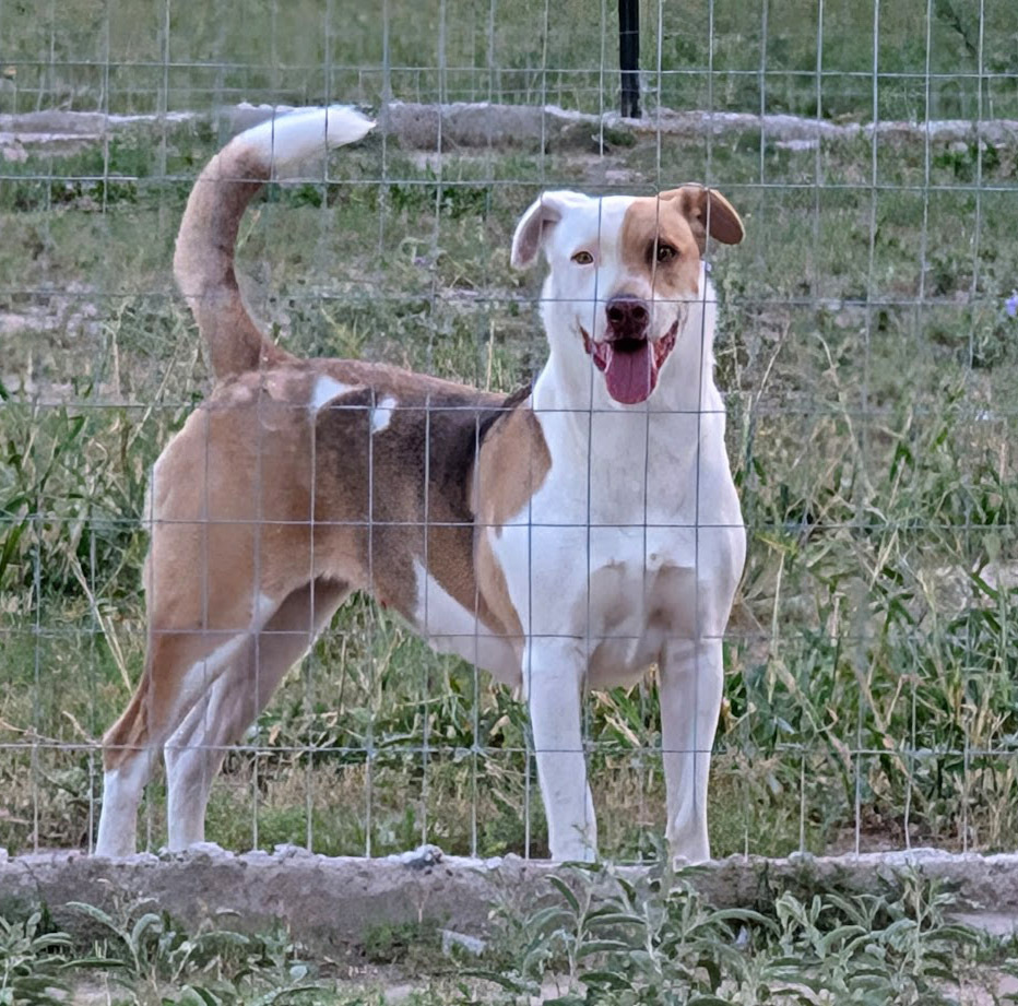 June, an adoptable Foxhound, Labrador Retriever in Mission, TX, 78574 | Photo Image 3