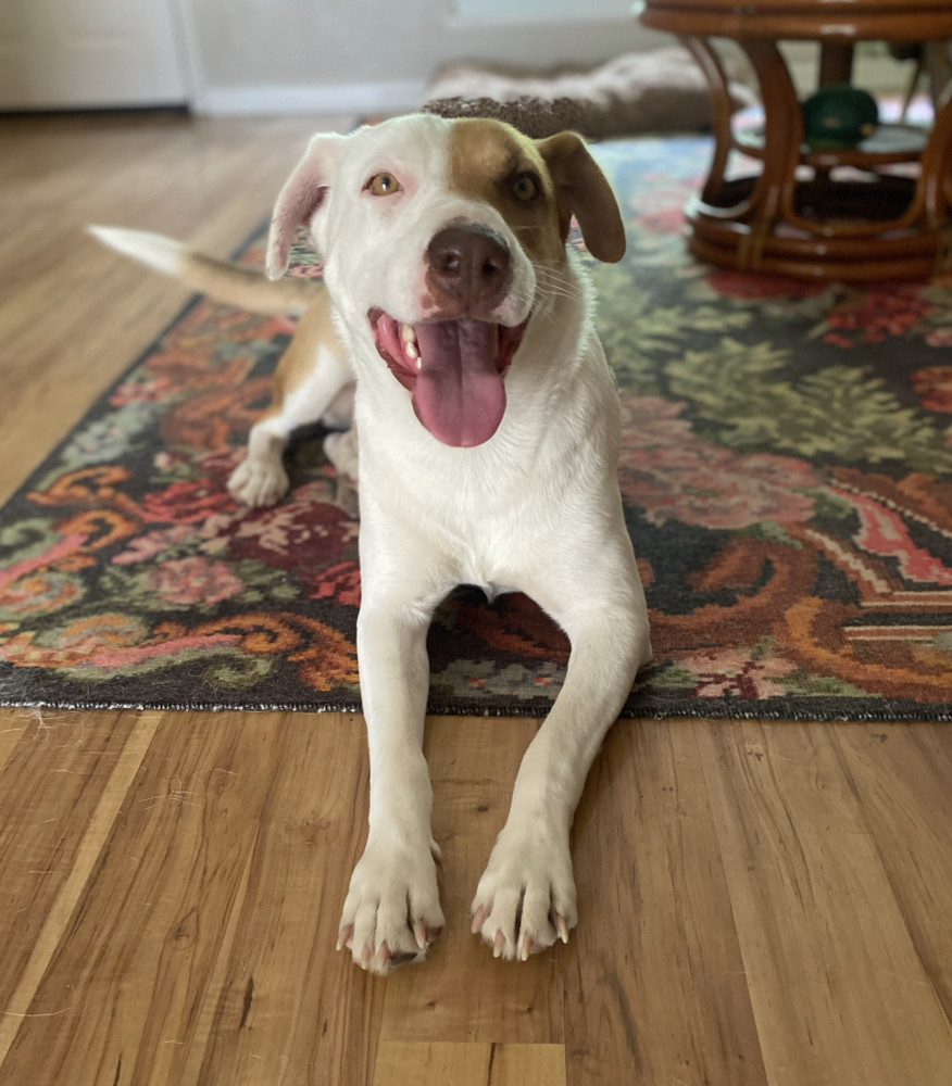 June, an adoptable Foxhound, Labrador Retriever in Mission, TX, 78574 | Photo Image 4