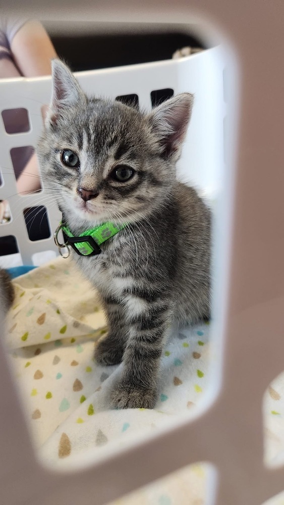 Ekko