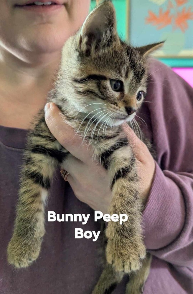Bunny Peep