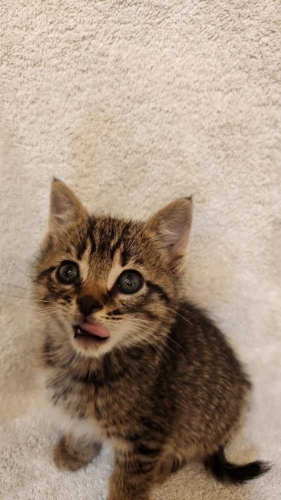 Odin