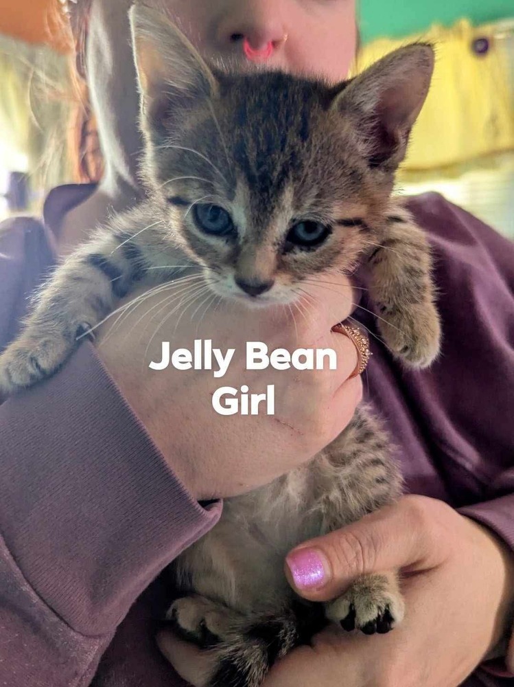 Jelly Bean