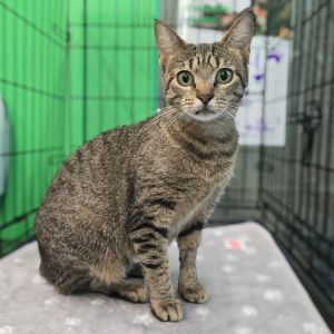 Kassidy, Adult Female unknown