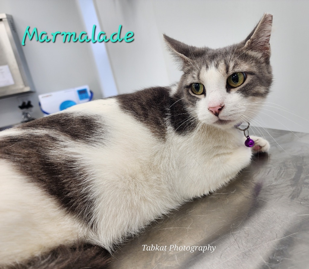 Marmalade (Mama)