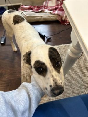 Piper - ADOPTED Mixed Breed Dog