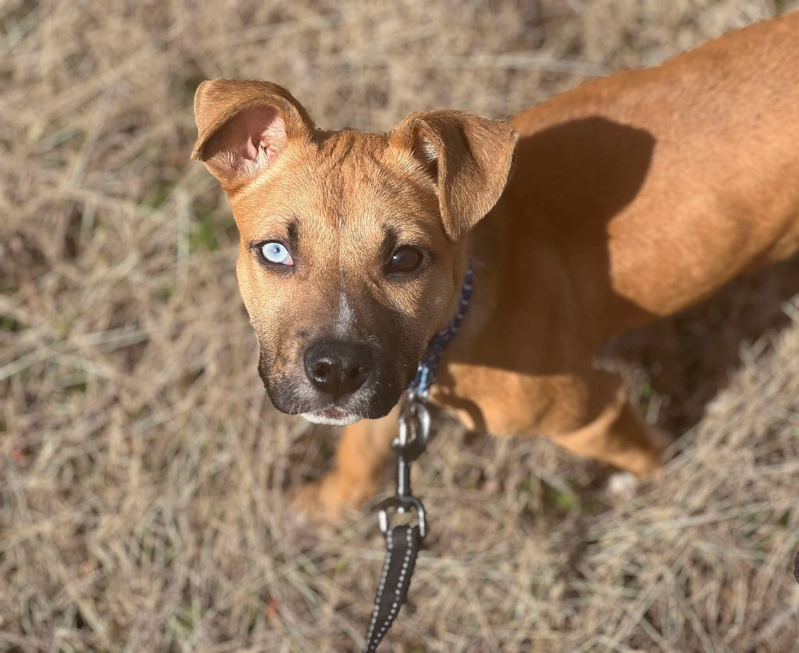 Ranger
