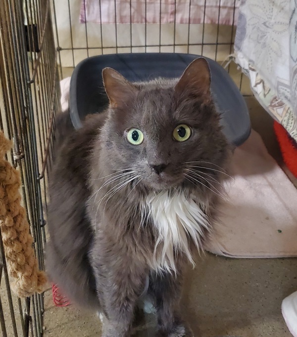 Bagheera